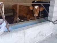 公牛, Cattle — 照片 1