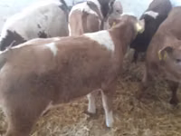 Byk, Simmental cattle — zdjęcie 3