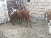 Banteng, Hereford — foto 2