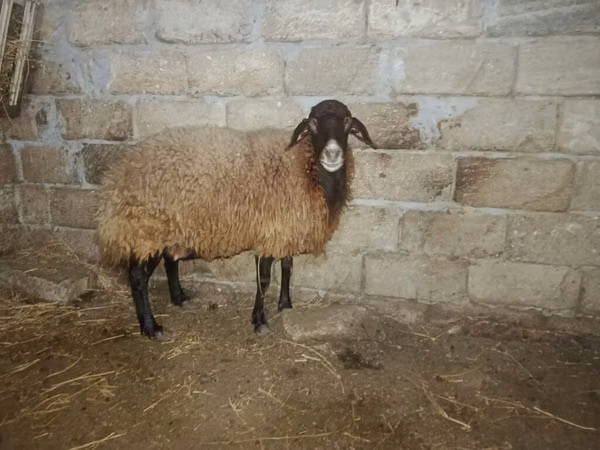 Ram, Sheep