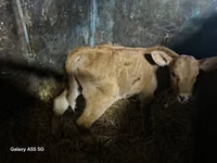 Cow, Cattle — photo 3