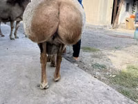 Ram, Arashan sheep — photo 5