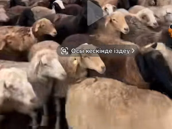 Ram, Sheep — Kazakhstan