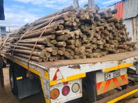 Used gum poles — zdjęcie 2