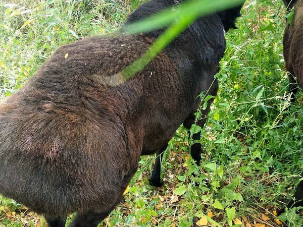 Ram, Hissar sheep — Uzbekistan