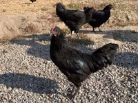 Chickens — foto 2