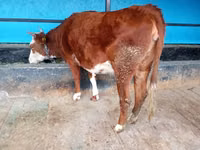 گائے, قازق سفید سر گائے — تصویر 1