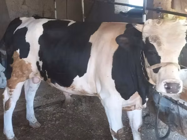 Dibi, Russian Black pied cattle