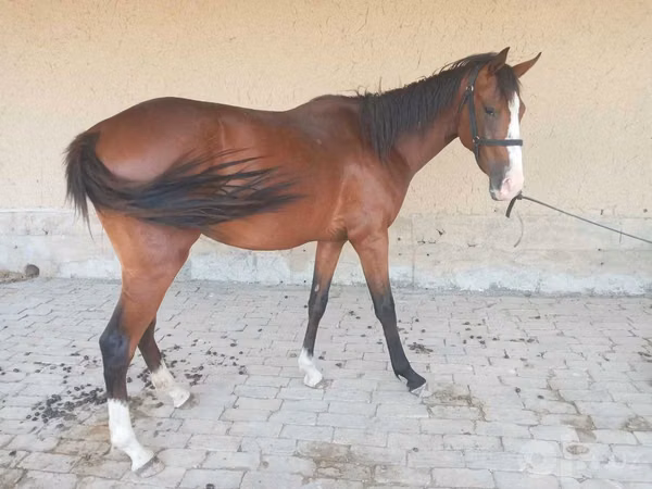 Horse (M), Arabian horse — Uzbekistan
