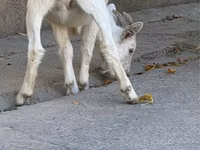 Goat, Nubian Goat — photo 2
