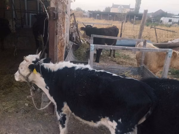 Cow, Russian Black pied cattle — Kazakhstan