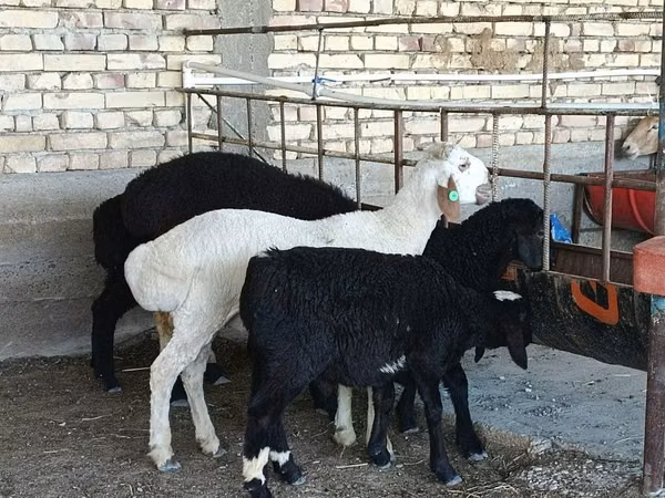 Ram, Sheep — Uzbekistan