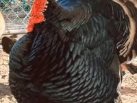 Turkeys — foto 7