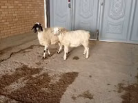 تيس, الماعز — الصورة 1