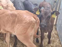 Bydło (partia, płeć nieokreślona), Simmental cattle — zdjęcie 5