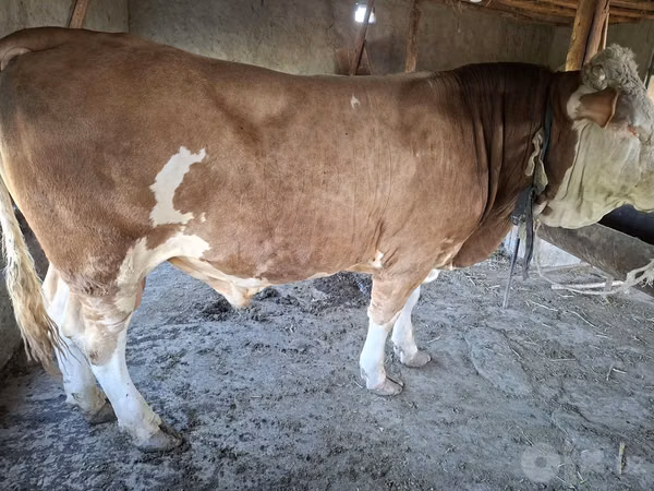 Banteng, Simmental cattle — Uzbekistan
