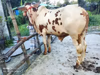 Bull, Cattle — photo 3