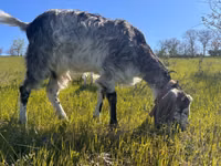 Goat, Nubian Goat — photo 1