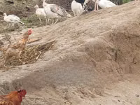 Turkeys — ছবি 3