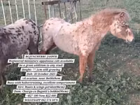 ঘোড়া, Miniature horse — ছবি 1