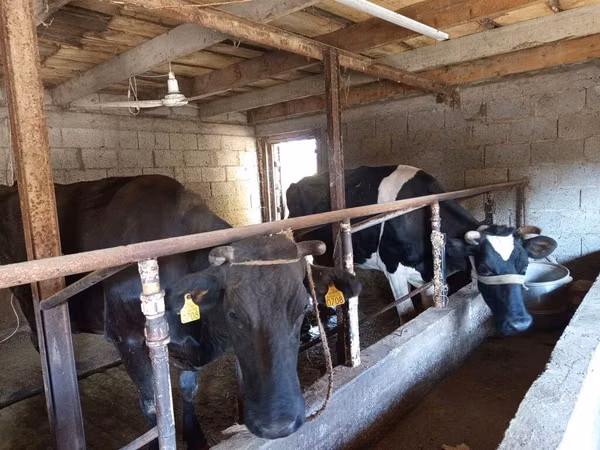 Cow, Russian Black pied cattle — Kyrgyzstan