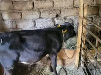 公牛, Cattle — 照片 3