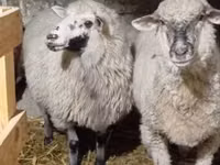 Ram, Sheep — photo 3