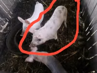 แม่สุกร, หมู — รูปภาพ 1