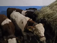 Sığır (parti, cinsiyet belirtilmedi), Simmental cattle — foto 5