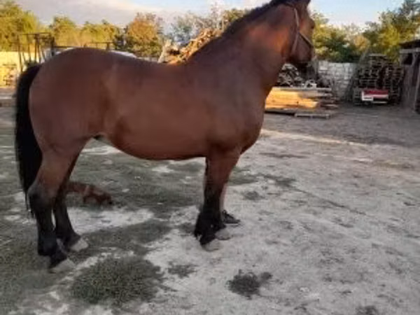 فرس, Međimurje horse