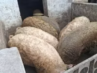 خوک (گروه، جنسیت مشخص نشده) — عکس 1