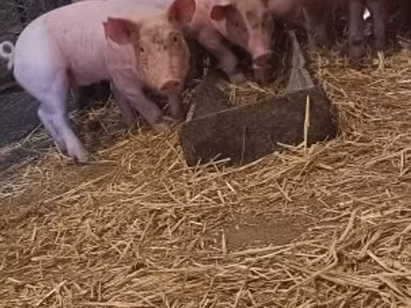 Pigs (batch, sex not specified), 