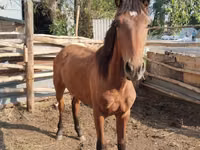 Horse (M), Thoroughbred horse — photo 4