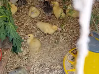 rață domestică Muscovy — foto 1