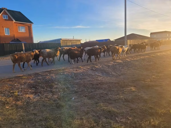 Montone, Pecore — Kazakistan