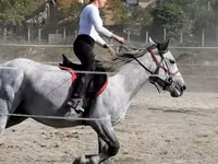 Mare, Horses — photo 2