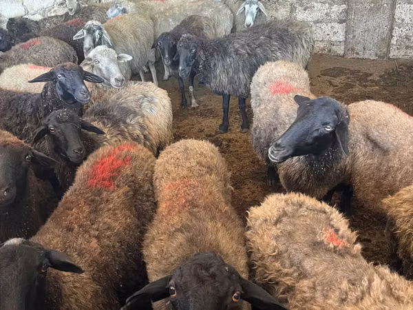 Wad, Sheep