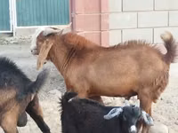 Caprone, Beetal goats — foto 3