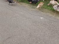 Turkeys — zdjęcie 1