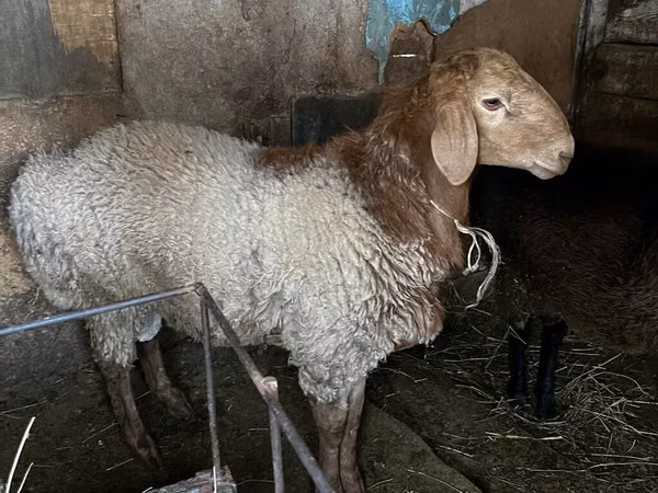 Ram, Rhon sheep