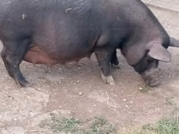 Sow, Pigs — Hungary