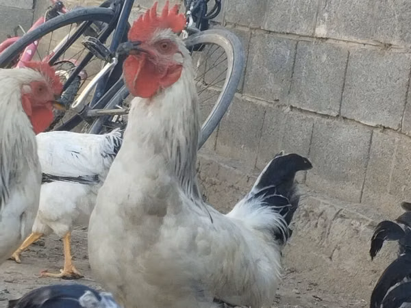 Chickens — Kirgistaan