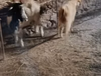 بز ماده, بز — عکس 6