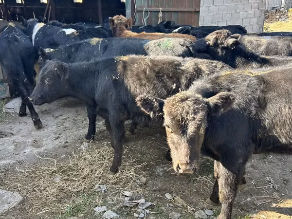 گاو نر, Swiss cattle