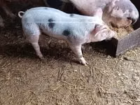Boar — photo 3