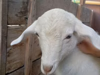 Capra, Saanen goat — foto 6