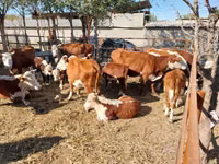 ላም, Hereford — ፎቶ 2