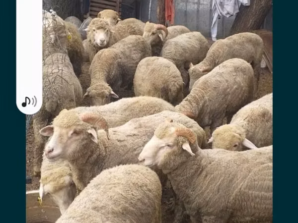 Ram, Merino sheep