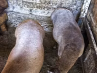 Vædder, Hissar sheep — foto 3