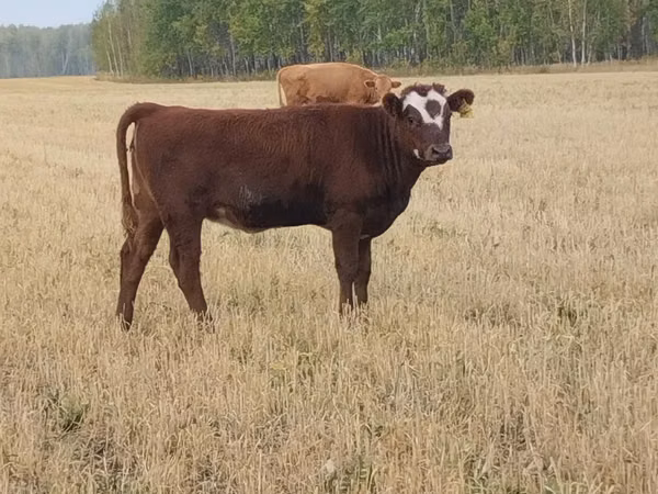 Cattle (batch, sex not specified), Hereford — Kazakhstan